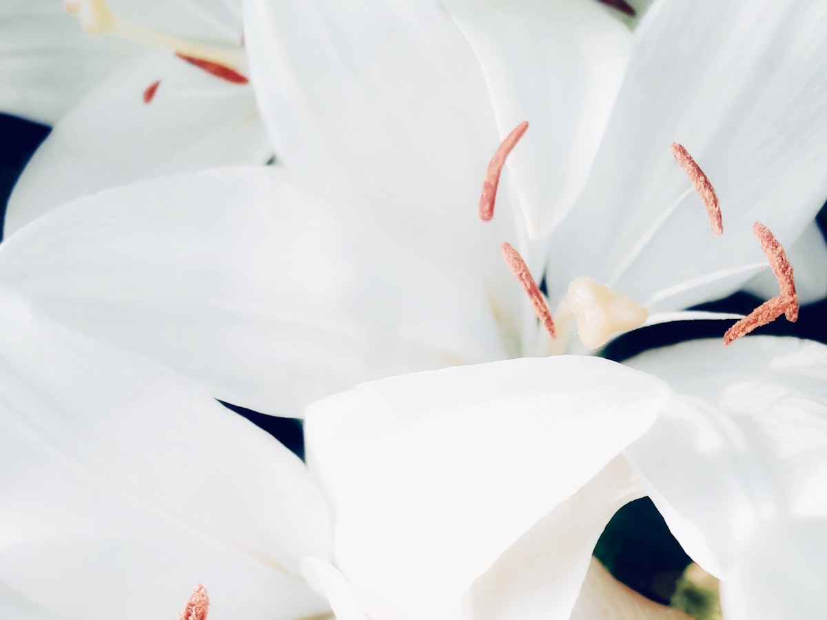 Soft white lily blooms